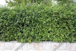 Photo Texture of Hedge 0003